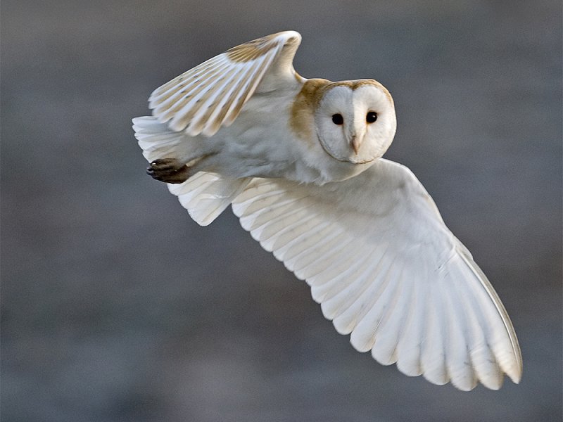Countdown for Wildlife - Act Swiftly!